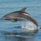 dolphin watching - avvistamento cetacei  Golfo Aranci